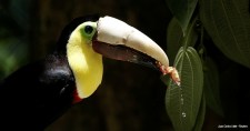 Grecia the toucan, who lost most of his upper beak in an attack, eats with his new 3D-printed beak at Zoo Ave animal sanctuary in Alajuela, Costa Rica.