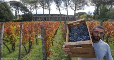 A worker harvests grapes near Pompeii in Italy. The country's wine production dropped 17% from 2016 to 2017.
